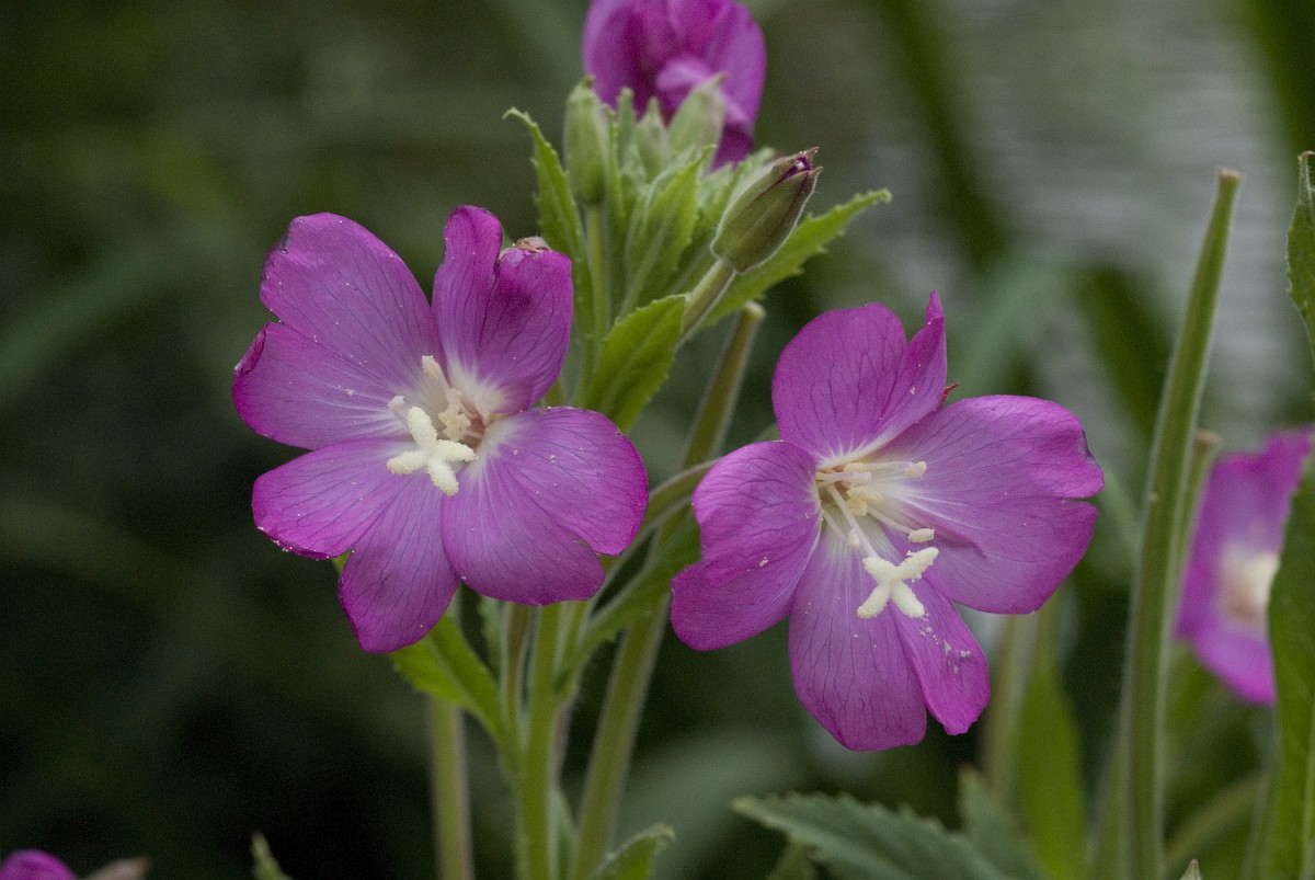 Epilobium Hirsutum, Great Willowherb